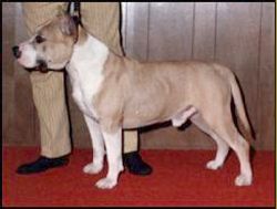 picture of dog