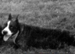 picture of dog