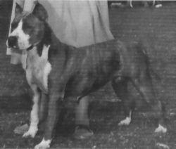 picture of dog