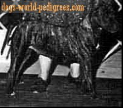 picture of dog