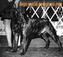 picture of dog