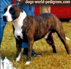 picture of dog