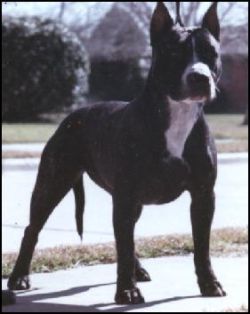 picture of dog
