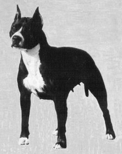 picture of dog