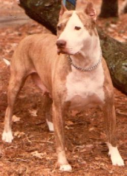 picture of dog