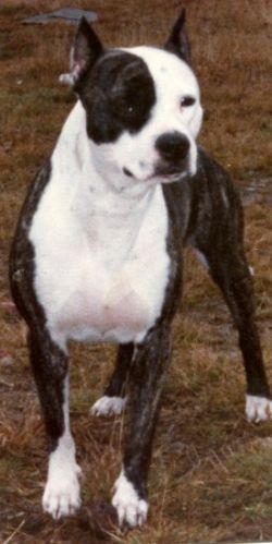 picture of dog
