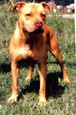 picture of dog