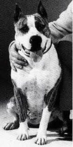 picture of dog
