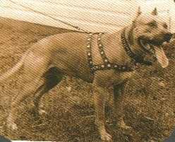 picture of dog