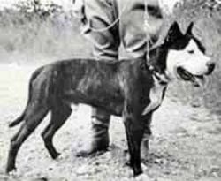 picture of dog