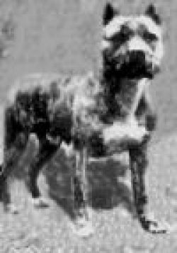 picture of dog
