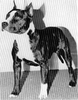 picture of dog