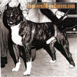 picture of dog