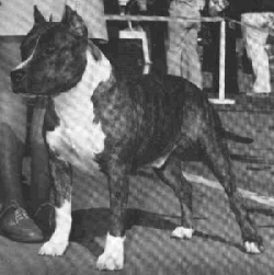 picture of dog