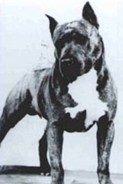 picture of dog