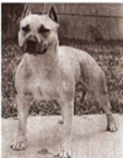 picture of dog