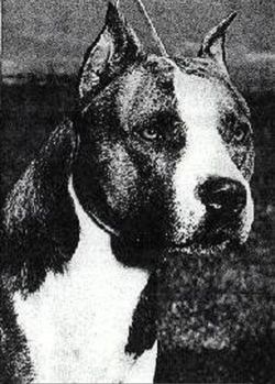 picture of dog