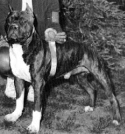 picture of dog