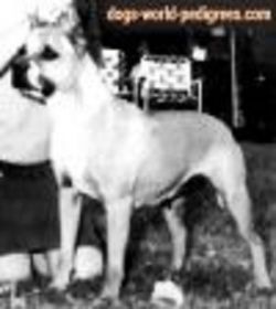 picture of dog
