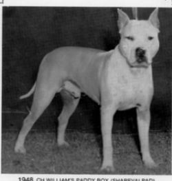 picture of dog