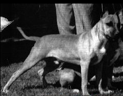 picture of dog
