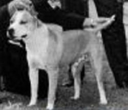 picture of dog