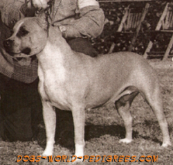 picture of dog