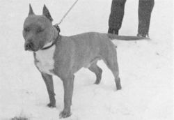 picture of dog
