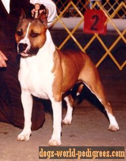 picture of dog