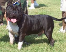 picture of dog