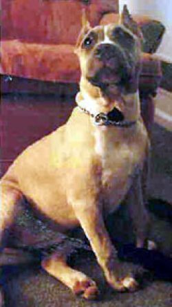 picture of dog