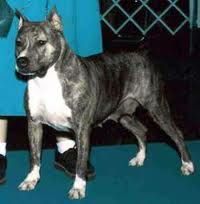 picture of dog
