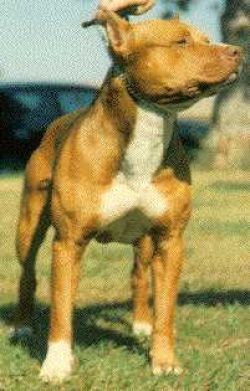 picture of dog