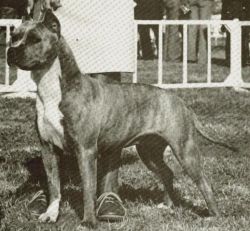 picture of dog