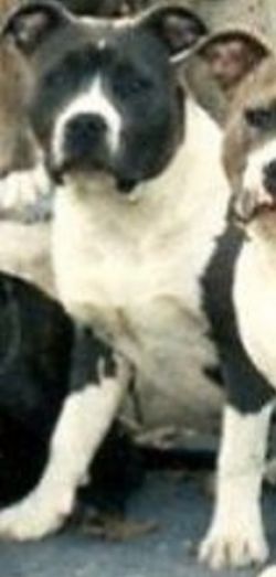 picture of dog
