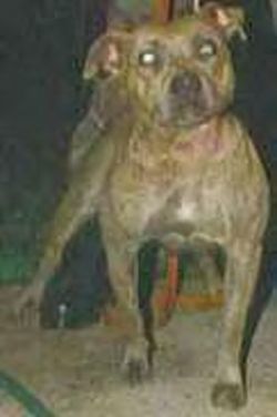 picture of dog