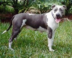 picture of dog
