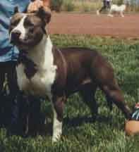 picture of dog