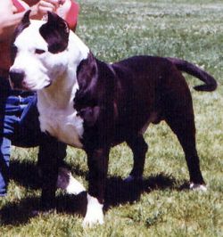 picture of dog