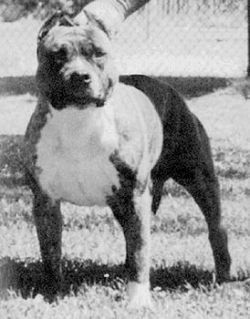 picture of dog