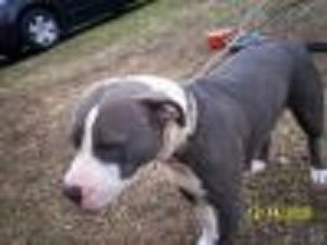 picture of dog