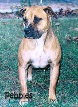 picture of dog