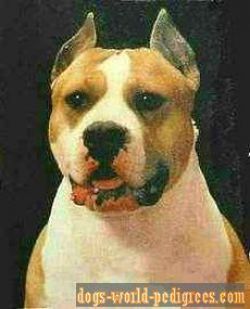 picture of dog