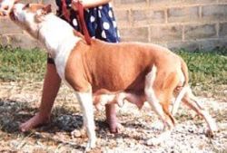 picture of dog