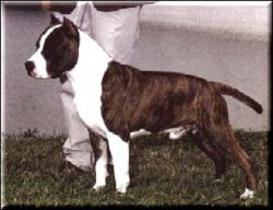 picture of dog