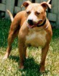 picture of dog