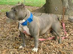 picture of dog