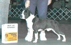 picture of dog
