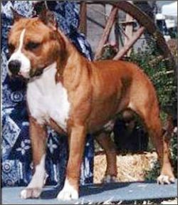 picture of dog