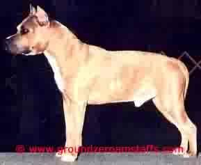 picture of dog